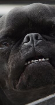 Dog, yawn and relax outdoor with wellness, curiosity and pet adoption for companion with loyalty. Tired, pug and calm domestic animal with health, peaceful environment and comfortable in foster care.