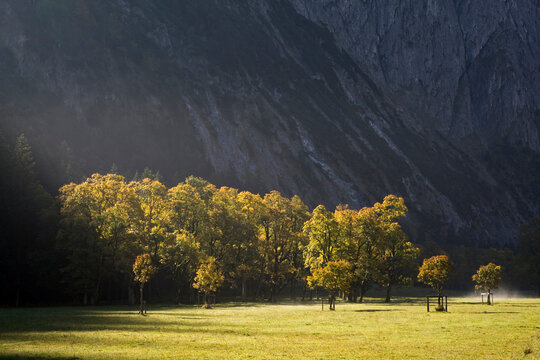 Austria, Tirol, Karwendel, Field maple trees