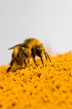 Bumble bee (Bombus fervidus) on sunflower, close-up