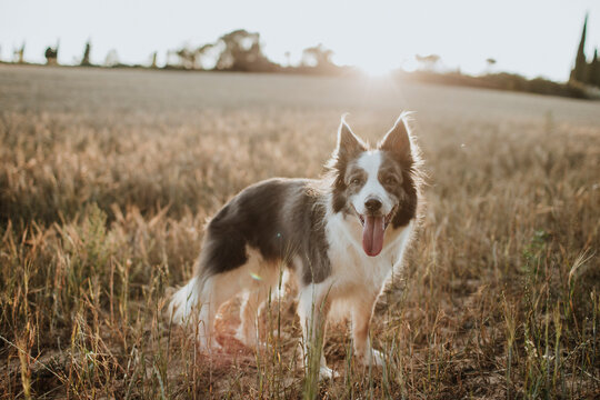 Blue border collie standing in a summer field at sunset