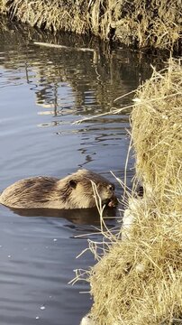 Wild beaver gnawing wood by the water in its natural habitat