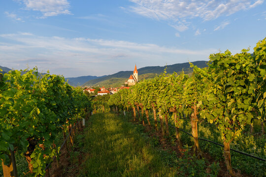 Austria, Lower Austria, Waldviertel, Wachau, Weissenkirchen in der Wachau, Vineyard