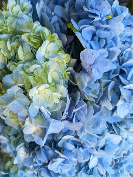 A vibrant cluster of blooming blue Hydrangea flowers showing delicate petals in a dense floral arrangement.