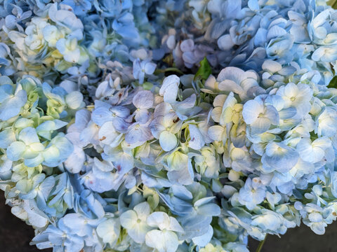 A vibrant cluster of blooming blue Hydrangea flowers showing delicate petals in a dense floral arrangement.