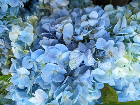 A vibrant cluster of blooming blue Hydrangea flowers showing delicate petals in a dense floral arrangement.