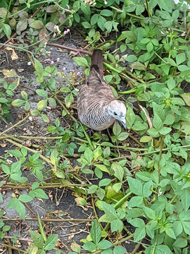 A zebra dove foraging on the ground among green plants and wild weeds.