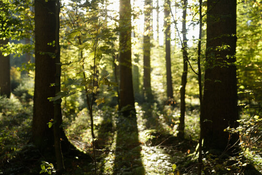 Europe, Germany, Upper Bavaria, View of forest at sunset
