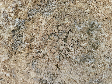 A weathered concrete surface covered with dense moss growth and rough textures.