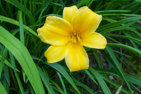 Yellow daylily (Hemerocallis fulva).Lily close-up. Garden flowers
