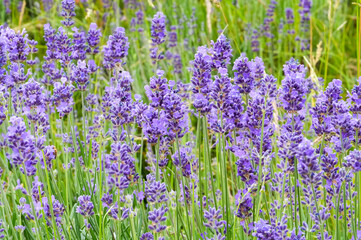 Fototapeta premium Lavender flowers in the garden. Close up of lavender flowers.