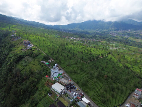 Aerial Drone View of Lush Green Tea Plantation on the mountain of Indonesia	