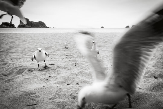 New Zealand, North Island, Cathedral Cove and seagulls on beach