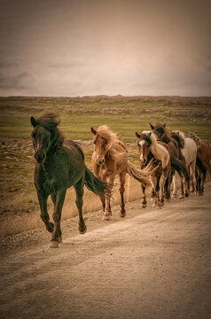 Iceland, Europe: graphic reworking in vintage style of a herd of free and wild Icelandic horses galloping on a road. Book cover, symbolic, freedom 
