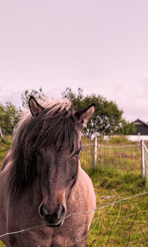 Iceland, Europe: an Icelandic horse behind the barbed wire of a farm in the countryside. Book cover, symbolic, freedom 
