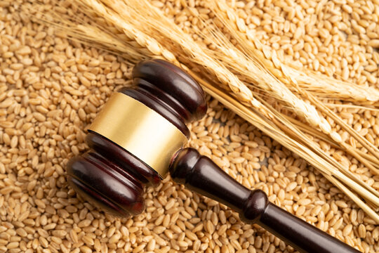 Judge gavel hammer with wheat ear grain from agriculture farm.