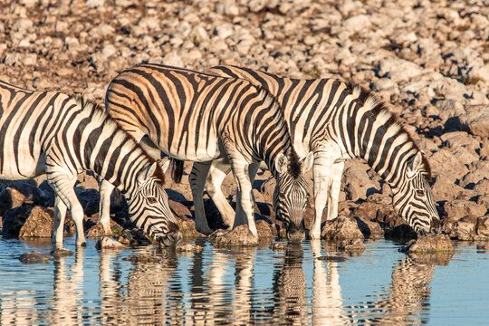 Zebras drinking water at a waterhole in Etosha National Park Namibia