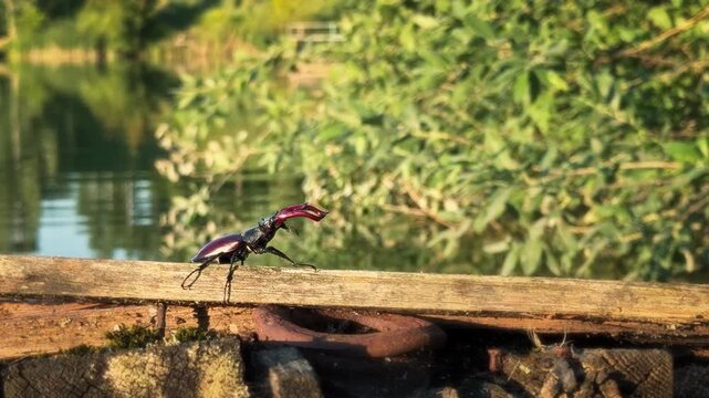 funny European stag beetle (Lucanus cervus) walking awkwardly along a wooden plank over the Ros River in Ukraine. Humorous wildlife moment, rare insect behavior in a scenic natural environment.