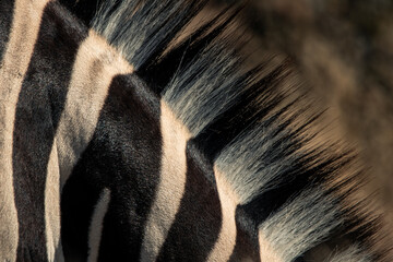 Naklejka premium Zebra mane texture showing stripes pattern in Namibia