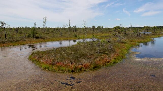Small bog lake reflecting surrounding trees at Kemeri Bog, Kemeri National Park, Latvia