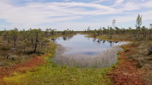 Bog pool surrounded by wetland vegetation and trees at Kemeri Bog, Kemeri National Park, Latvia