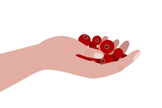 Hand holding red berries &ndash; Healthy food, lingonberries, cranberries, foraging wild berries illustration