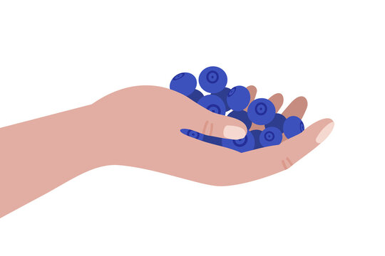 Hand holding fresh blueberries &ndash; Healthy food, foraging wild berries illustration