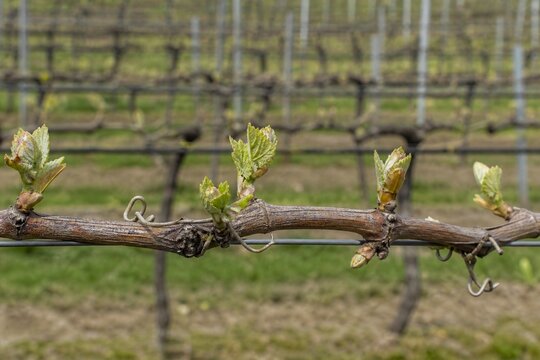 Close-up of new green grape leaves budding on a vine in a spring vineyard