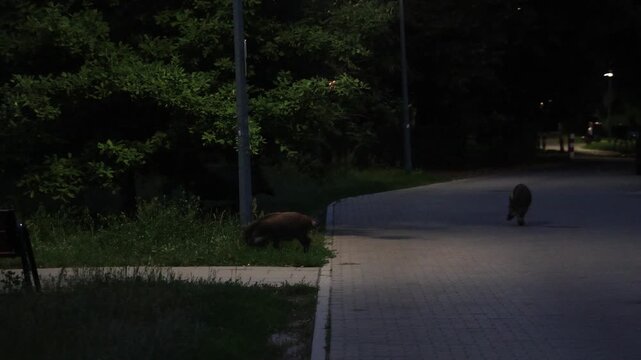 Wild boars roaming an urban area in Bielany area of Warsaw, Poland