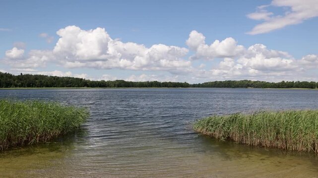 Shore of Holny lake with reeds and forest in Sejny County, Podlaskie, Poland