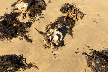 Obraz premium Intricate design of seaweed and shells in the sand.