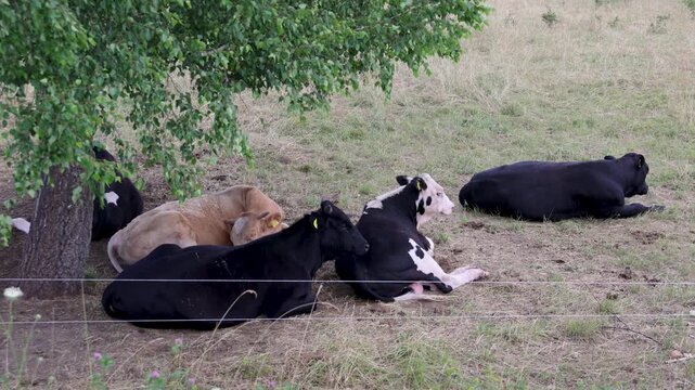 Cows resting in the shade under a tree on a pasture in LithuaniaTITLE