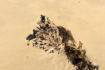 Obraz premium Intricate design of seaweed and shells in the sand.