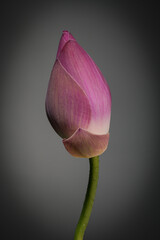 Fototapeta premium Thai lotus flower. Deeply rooted in Thai culture, these flowers are often offered at temple gatherings
