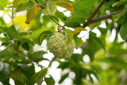 Green sugar apple (custard apple) fruit growing on a tree branch surrounded by lush green leaves. Growth asian tropical fruits in nature environment, close-up with selective focus.