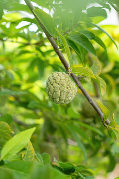 Green sugar apple (custard apple) fruit growing on a tree branch surrounded by lush green leaves. Growth asian tropical fruits in nature environment, close-up with selective focus.