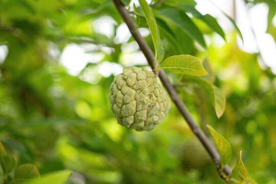 Green sugar apple (custard apple) fruit growing on a tree branch surrounded by lush green leaves. Growth asian tropical fruits in nature environment, close-up with selective focus.