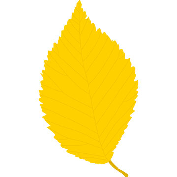 Bright yellow oval leaf with detailed veins. Autumn foliage and seasonal botanical vector illustration.