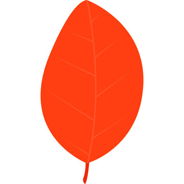 Simple red oval-shaped leaf with delicate veins. Autumn foliage and botanical vector illustration.