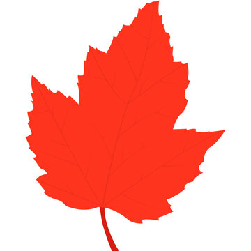 Bright red maple leaf with detailed veins. Autumn foliage and seasonal nature vector illustration.