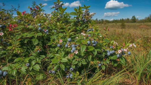 Blueberry Bush with Ripe Berries Under a Clear Blue Sky in a Meadow
