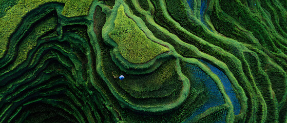 Obraz premium Lush green rice terrace layers with tiny farmer figure working amid winding paddies, aerial perspective conveys scale and serene rural beauty