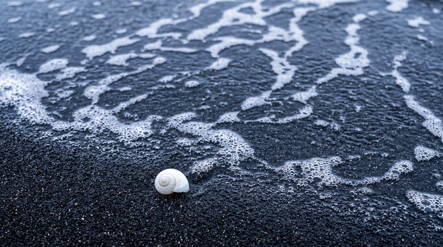 Small Seashell Resting on Black Sand Beach with Wave Foam &mdash; Minimal Coastal Nature