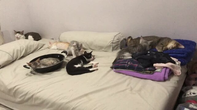 A group of cute domestic cats relaxing together on a large bed.