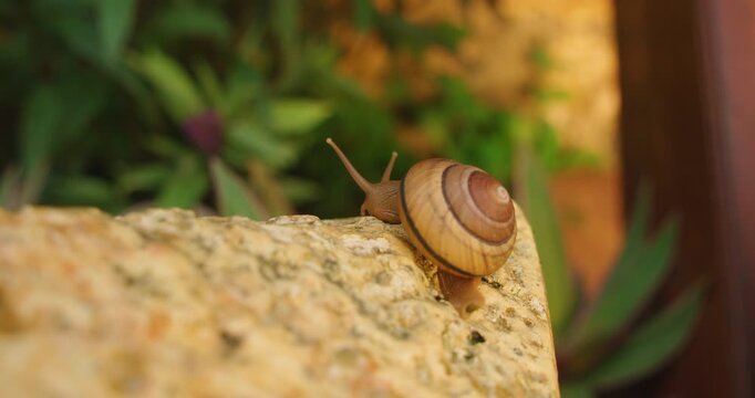 Snail moving along stone ledge in lush Balinese garden
