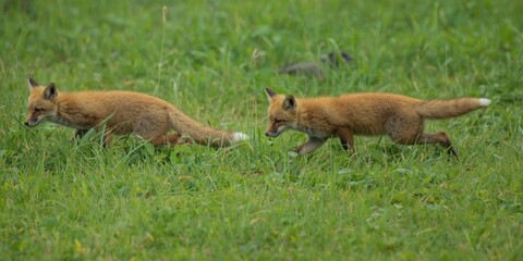 Naklejka premium Two Red Foxes Walking Across a Green Meadow