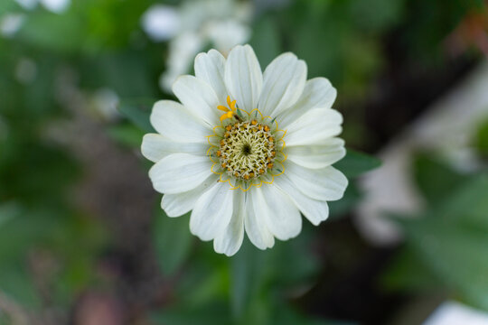 White Flower Close-Up with Green Background
