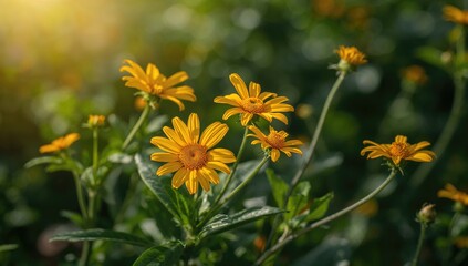 Obraz premium Yellow Flowers Blooming in a Lush Garden during Sunset Glow