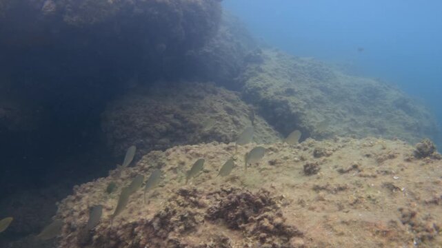 Small fish creating an impressive school of marine life exploring a vibrant underwater ecosystem with rocks and red algae