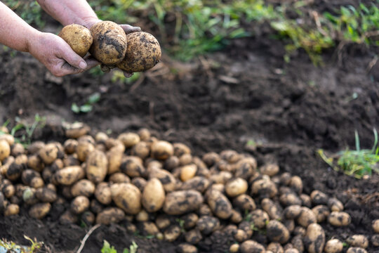 Farmer Holding Freshly Dug Potatoes After Harvest