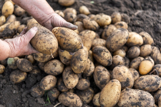 Freshly Harvested Potatoes Held in the Hands of a Farmer